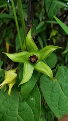Gonolobus uniflorus