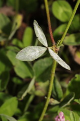 Erysiphe trifoliorum