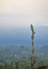 Pharomachrus auriceps