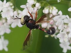 Physocephala vittata