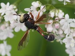 Physocephala vittata