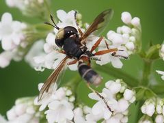 Physocephala vittata