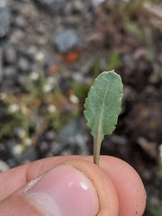 Packera streptanthifolia