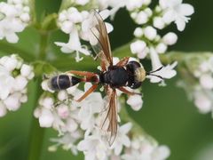 Physocephala vittata