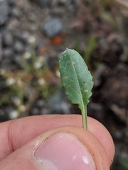 Packera streptanthifolia