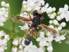 Physocephala vittata