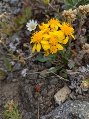 Packera streptanthifolia