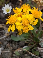 Packera streptanthifolia