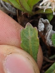 Packera streptanthifolia