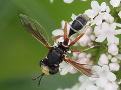 Physocephala vittata