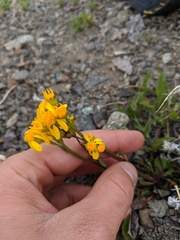 Packera streptanthifolia