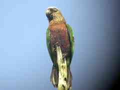 Deroptyus accipitrinus