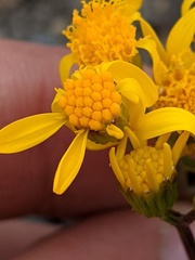 Packera streptanthifolia