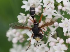 Physocephala vittata