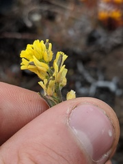 Draba aurea