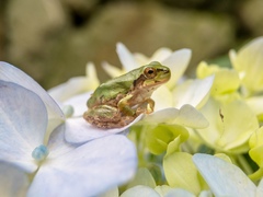 Hyla japonica