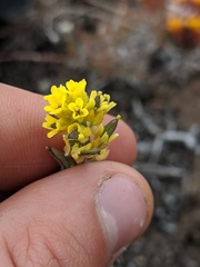 Draba aurea