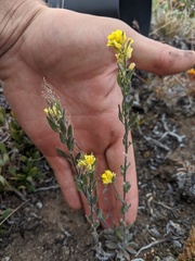 Draba aurea
