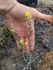 Draba aurea
