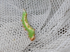 Hyparpax aurora