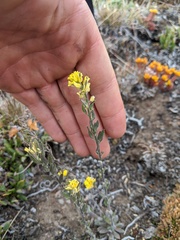 Draba aurea