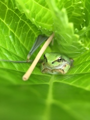 Hyla japonica