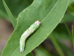 Hyparpax aurora