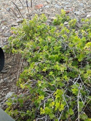 Ribes oxyacanthoides oxyacanthoides