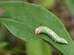 Hyparpax aurora