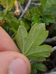 Ribes oxyacanthoides oxyacanthoides