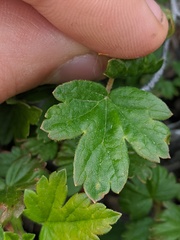 Ribes oxyacanthoides oxyacanthoides