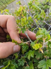 Ribes oxyacanthoides oxyacanthoides