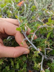 Ribes oxyacanthoides oxyacanthoides