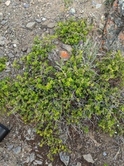 Ribes oxyacanthoides oxyacanthoides