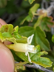 Ribes oxyacanthoides oxyacanthoides