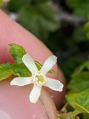 Ribes oxyacanthoides oxyacanthoides
