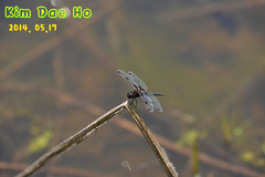 Libellula angelina