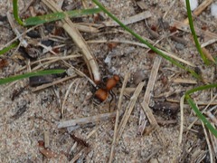 Dasymutilla nigripes