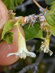 Ribes oxyacanthoides oxyacanthoides