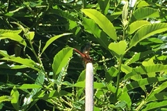 Sympetrum illotum