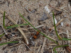 Dasymutilla nigripes