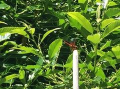 Sympetrum illotum