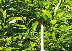 Sympetrum illotum