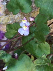Cymbalaria muralis