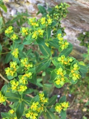 Euphorbia oblongata