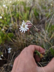 Silene parryi
