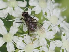Limnophora maculosa
