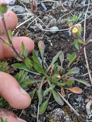 Erigeron nivalis