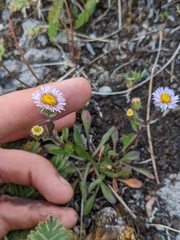 Erigeron nivalis