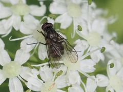 Limnophora maculosa